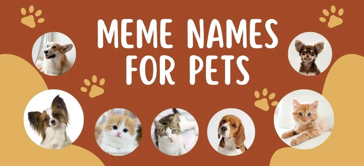 Names For Memes